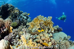 Red Sea Coral Reef by Michael Baukloh 